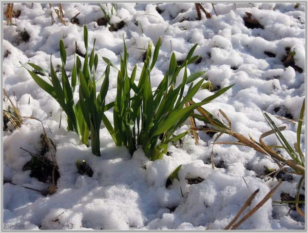 Сугробы весной