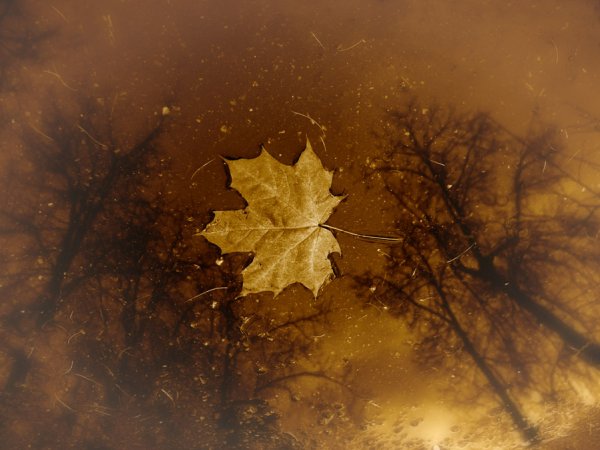 Осенняя грустинка