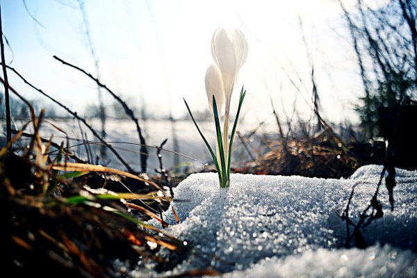 Морозные подснежники