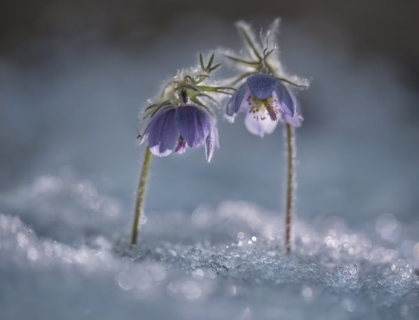 Подснежники сквозь снег