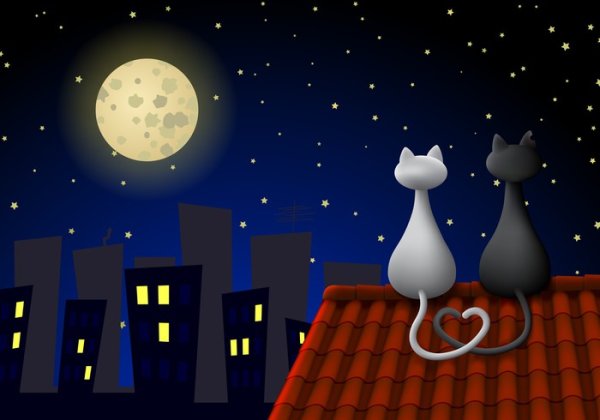 Картина коты на крыше ночью