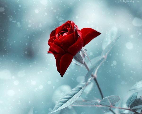 Алая роза на снегу