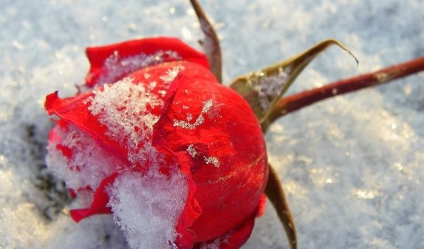 Розы на морозе