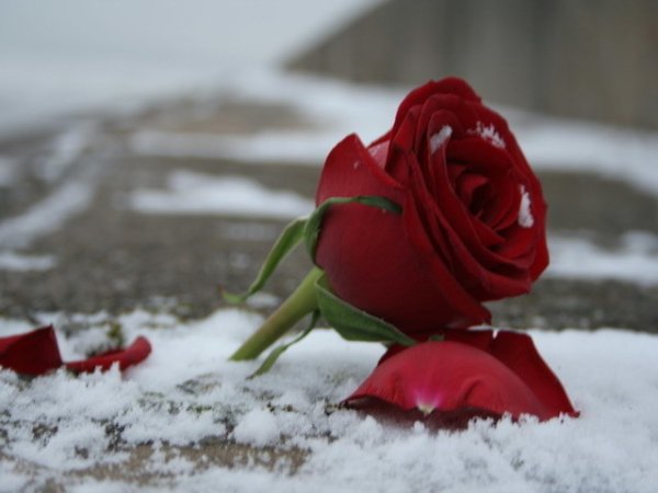 Брошенная роза