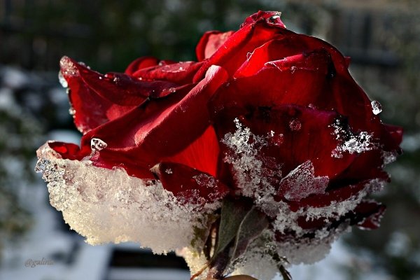 Замерзшая роза