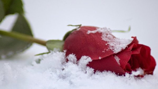 Розы на снегу