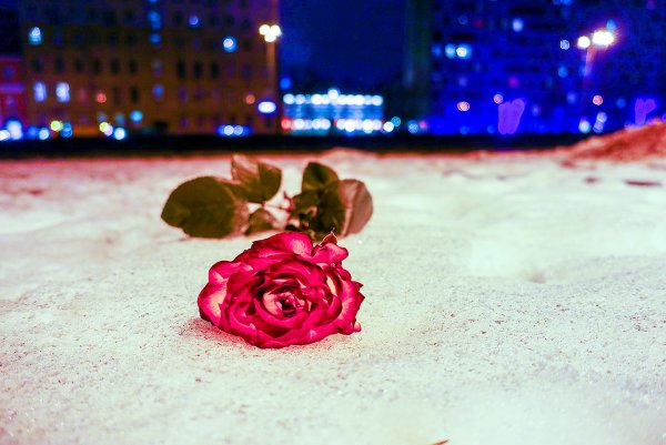 Букет роз на снегу