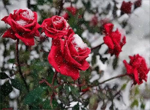 Зимняя роза
