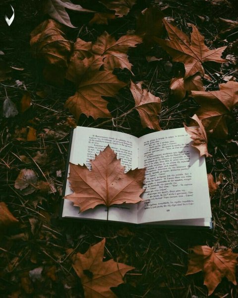 Осень Эстетика