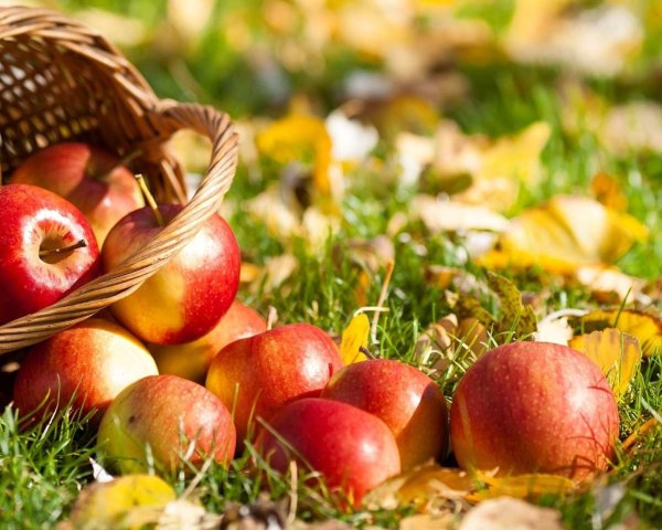 Корзины с яблоками