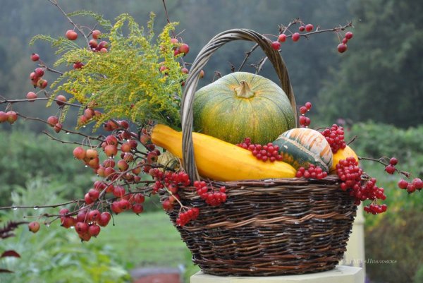 Осенние фрукты и ягоды