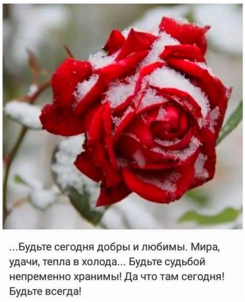 Зимние цветы с пожеланием