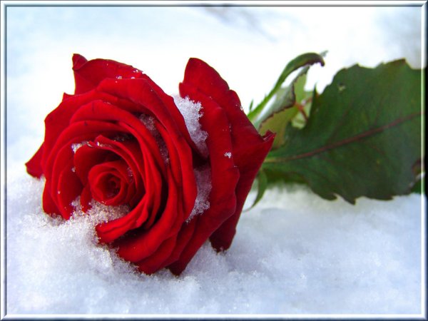 Красивые розы на снегу