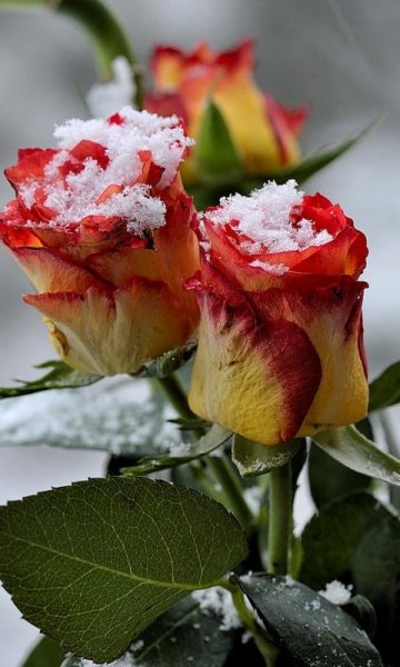 Красивые розы зимой