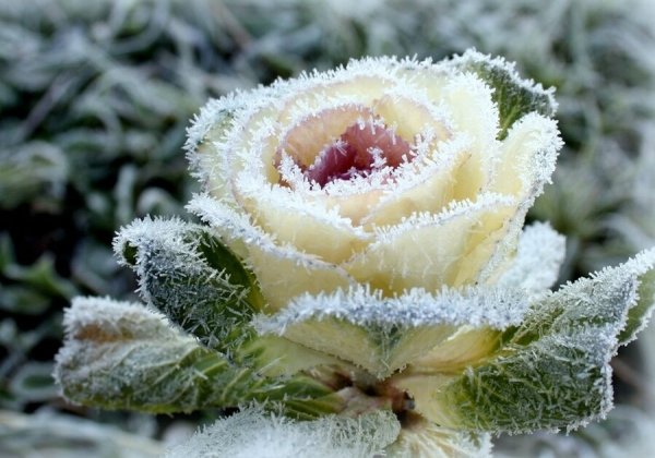 Белые розы на снегу