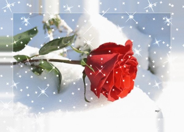 Роза на снегу анимация