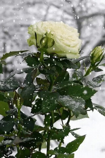 Розы на снегу