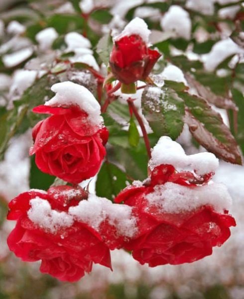 Розы на снегу