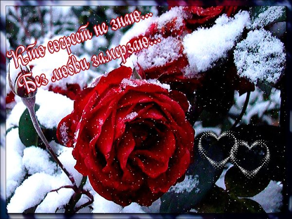 Зимние розы с пожеланием