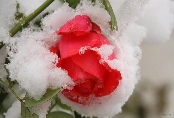 Зимние розы с пожеланием