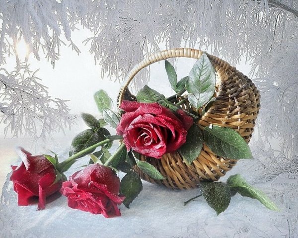 Корзина с цветами на снегу
