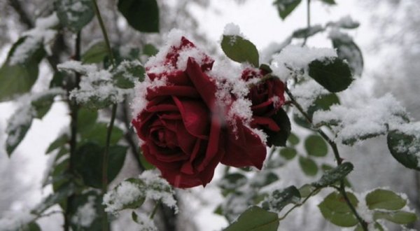 Зимние розы с пожеланием