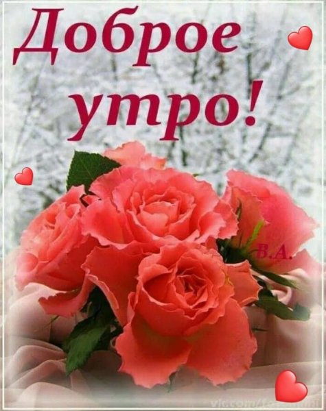 Букет роз зимой