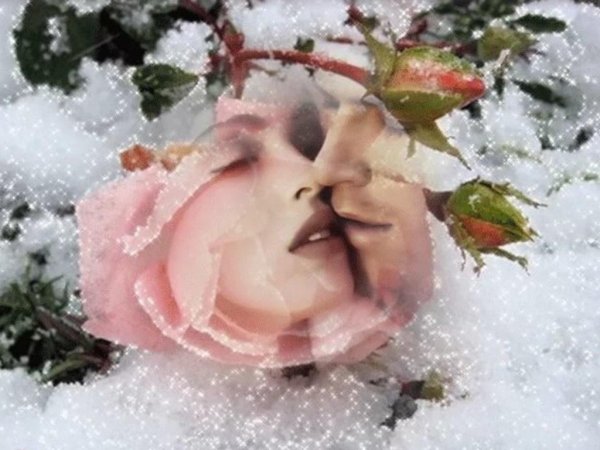 Живые зимние цветы