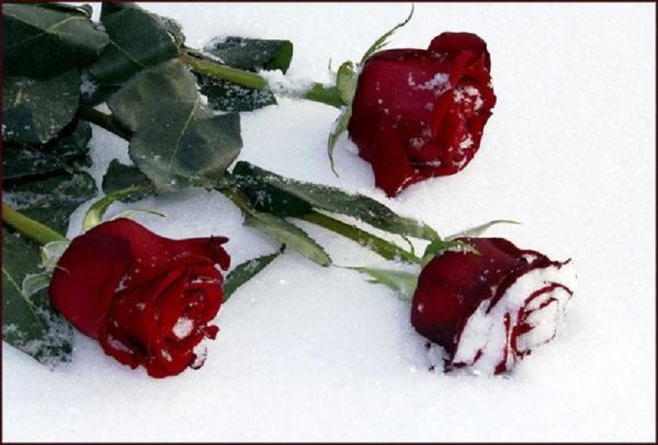 Алые розы на снегу