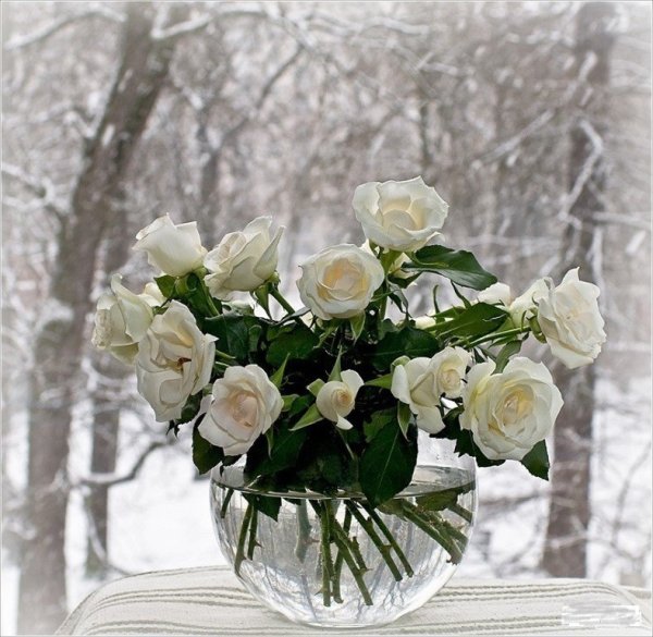 Розы на зимнем окне