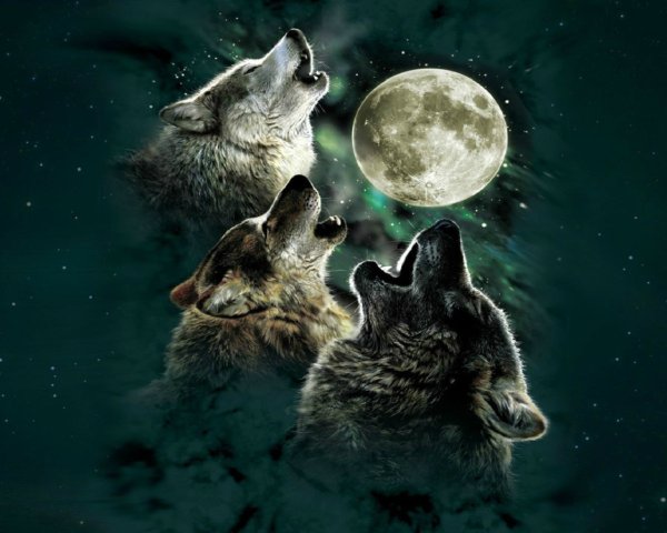 Волк на рабочий стол