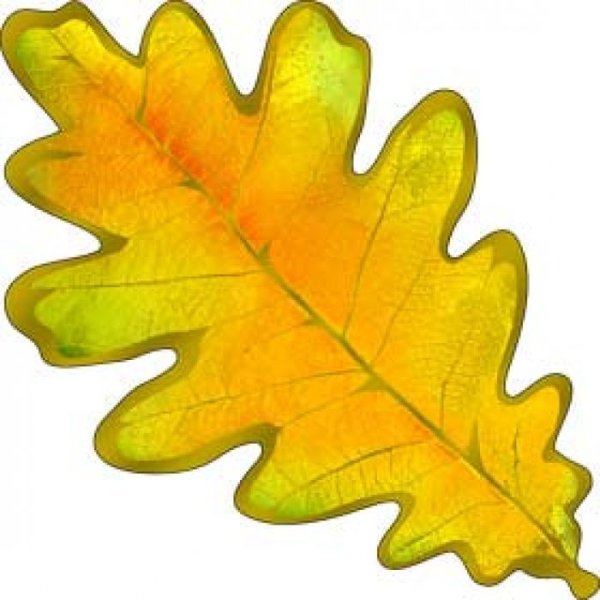 Осенние листья дуба