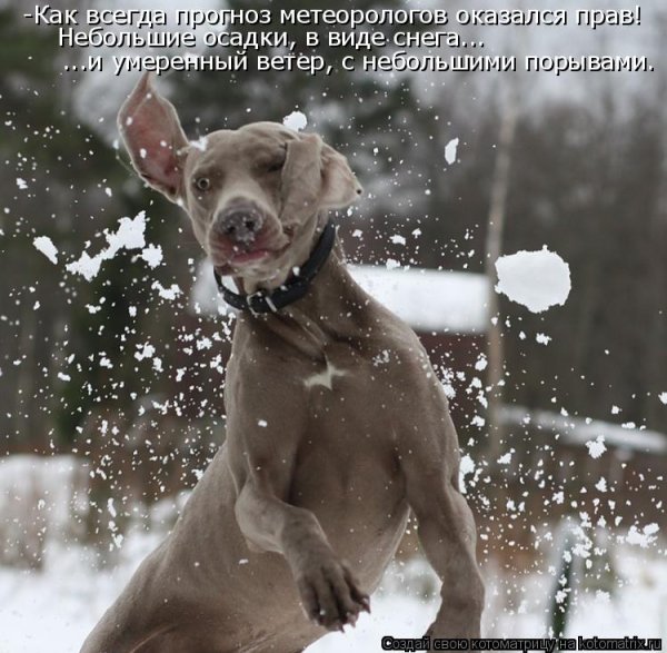 Первый снег собака