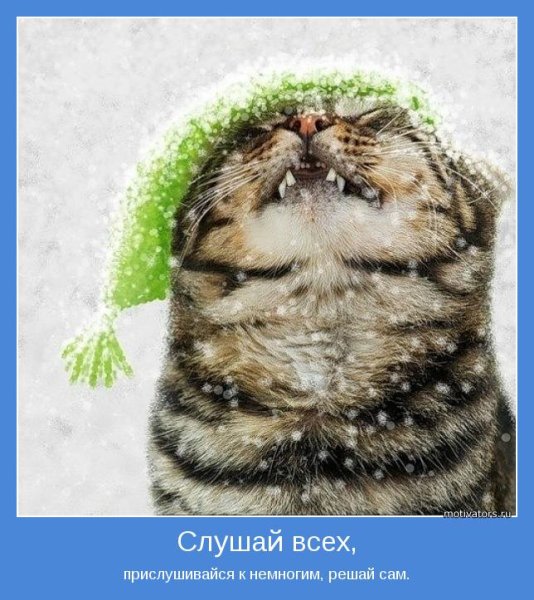 Кот в шапке на снегу