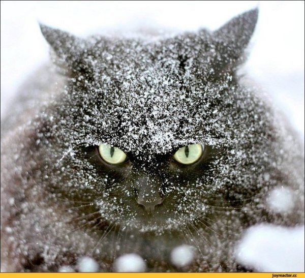 Кот в снегу