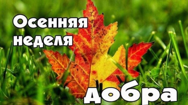 Осенняя неделя добра