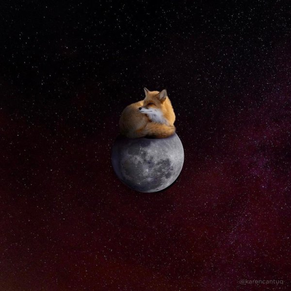 Лиса в космосе