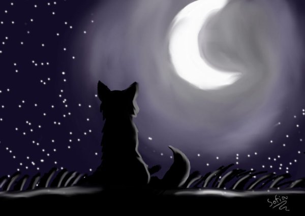 Лиса ночью арт