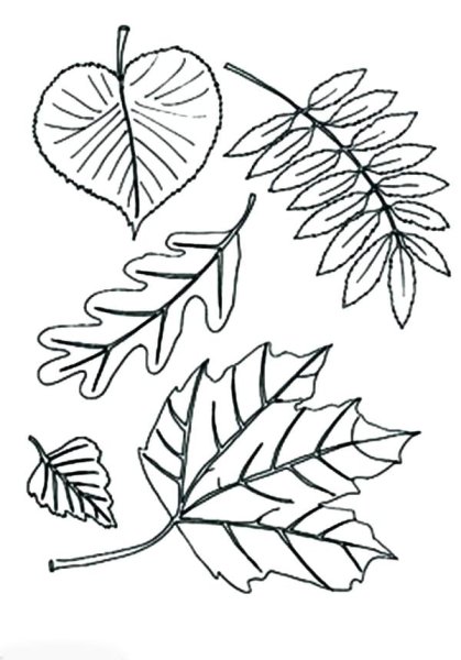Раскраски листьев деревьев для детей