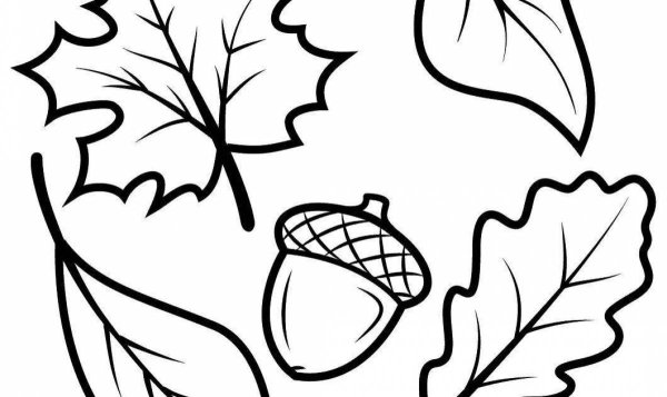 Лист с желудями контур