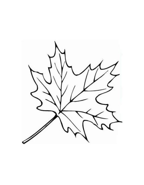 Кленовый лист раскраска