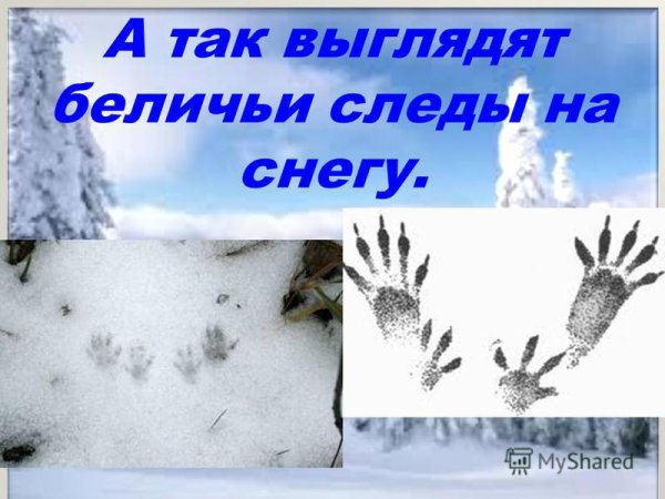 Следы белки зимой