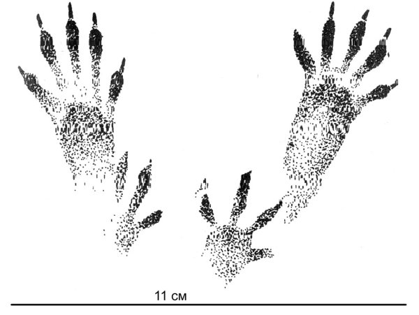 Следы зайца для детей