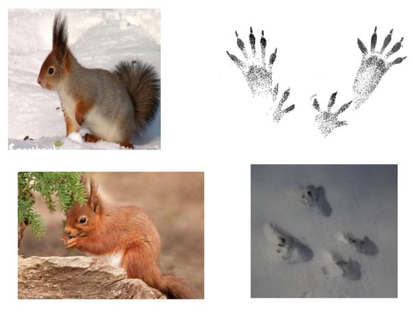 Беличьи следы