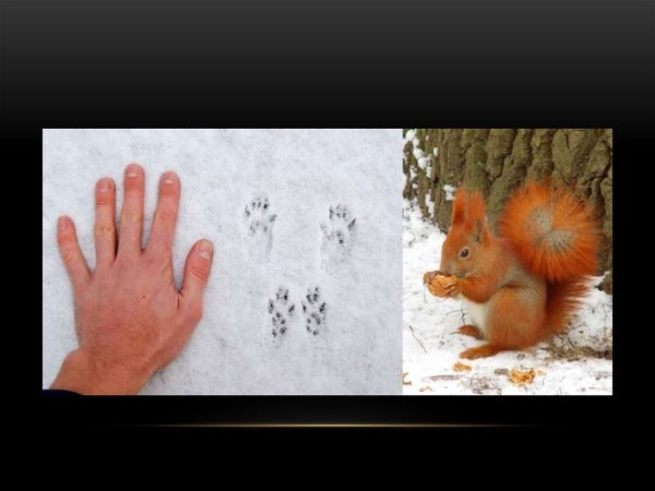 Беличьи следы