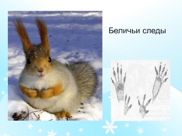 Беличьи следы на снегу