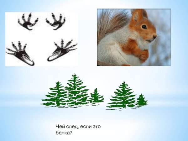 Следы белки обыкновенной