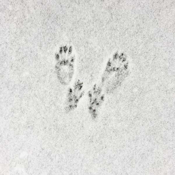 Следы лап белки