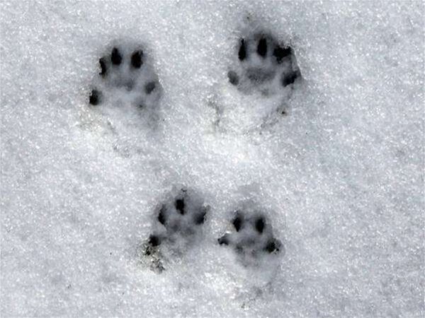 Следы белки на снегу