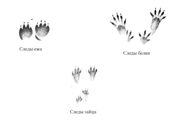 Следы зайца